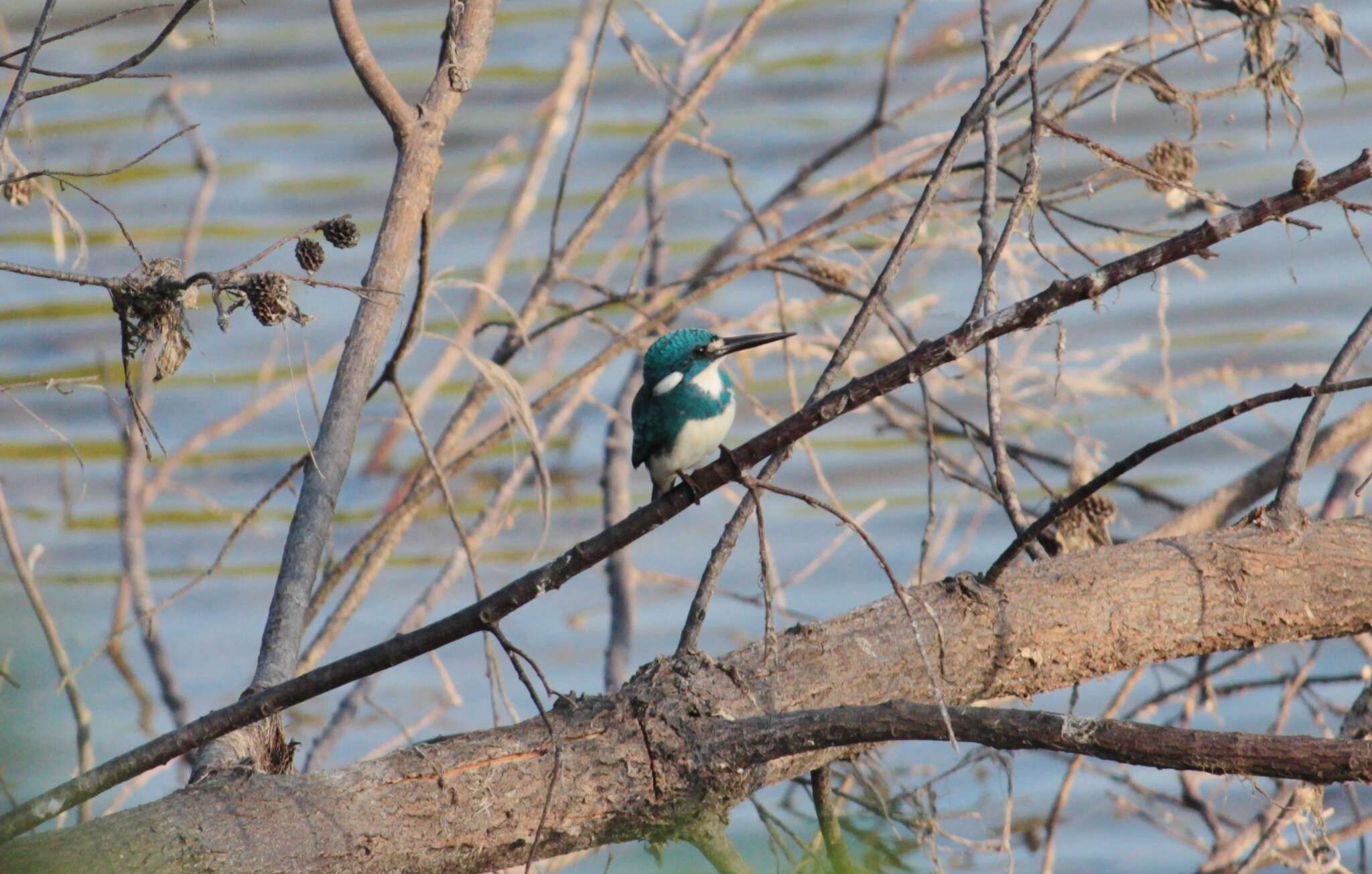 صورة Alcedo coerulescens Vieillot 1818