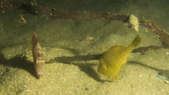 Image of Smooth leatherjacket