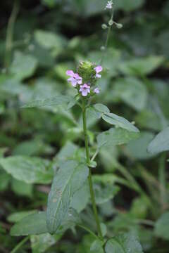 Image of lance selfheal