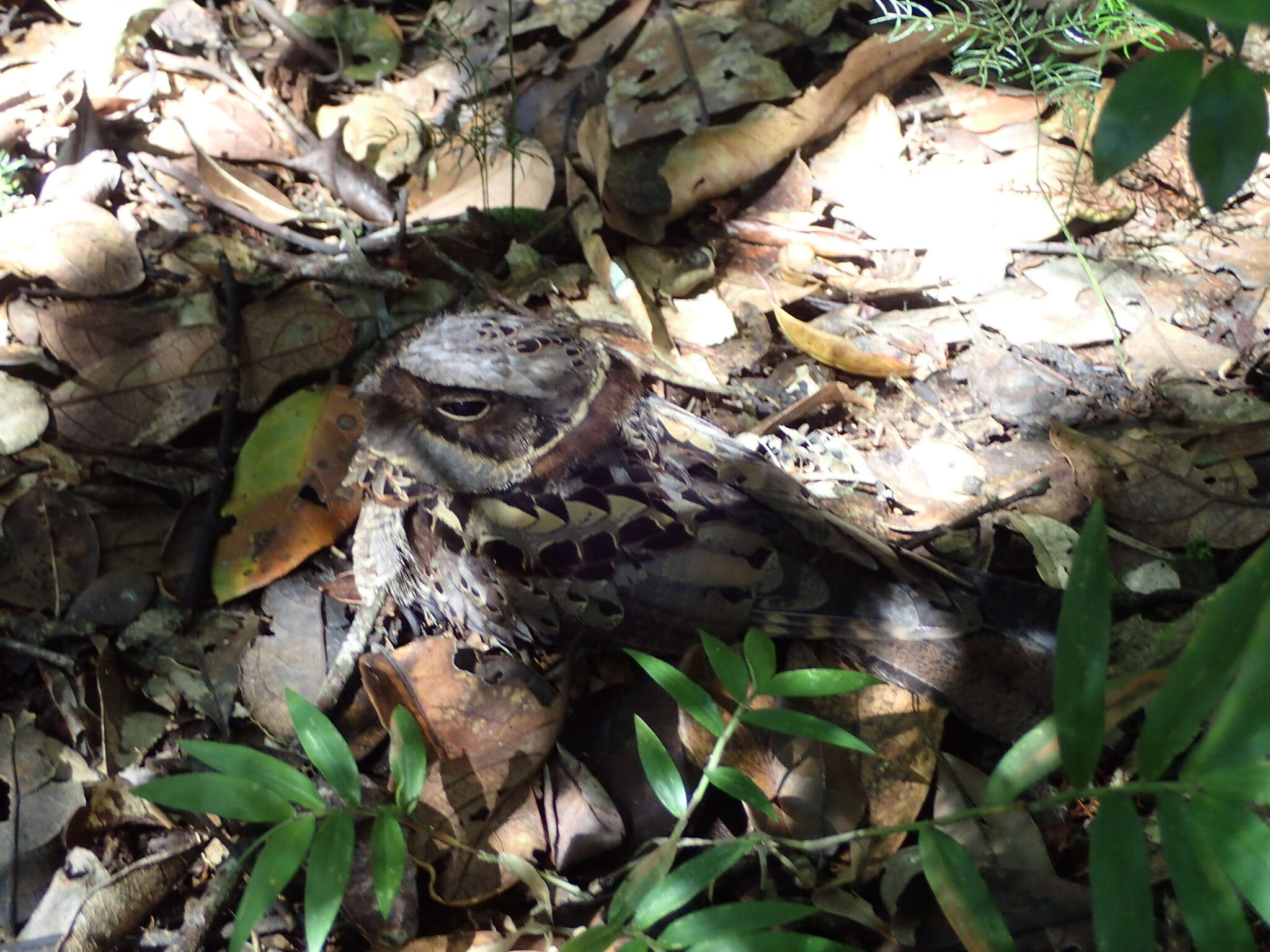 Image of Collared Nightjar