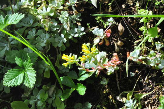 Imagem de Sedum spathulifolium Hook.