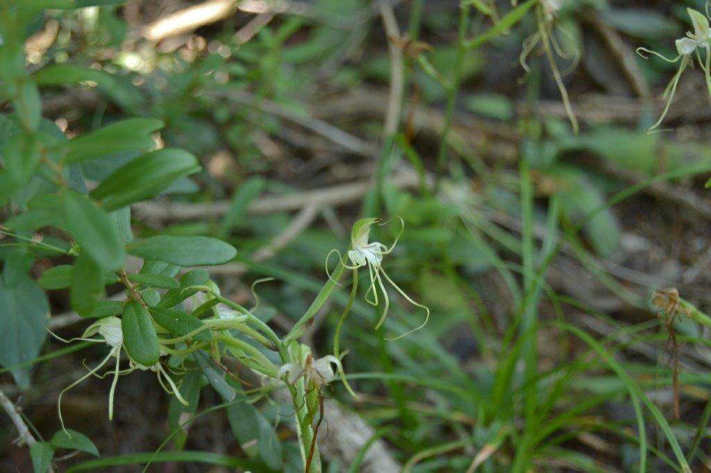 Bonatea polypodantha (Rchb. fil.) L. Bolus resmi