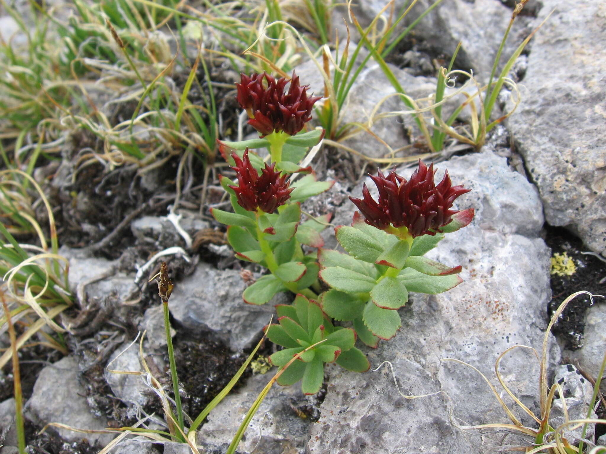 Image of ledge stonecrop