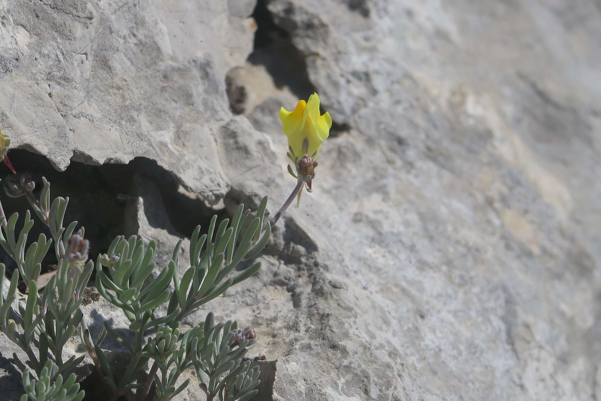 صورة Linaria supina (L.) Chaz.