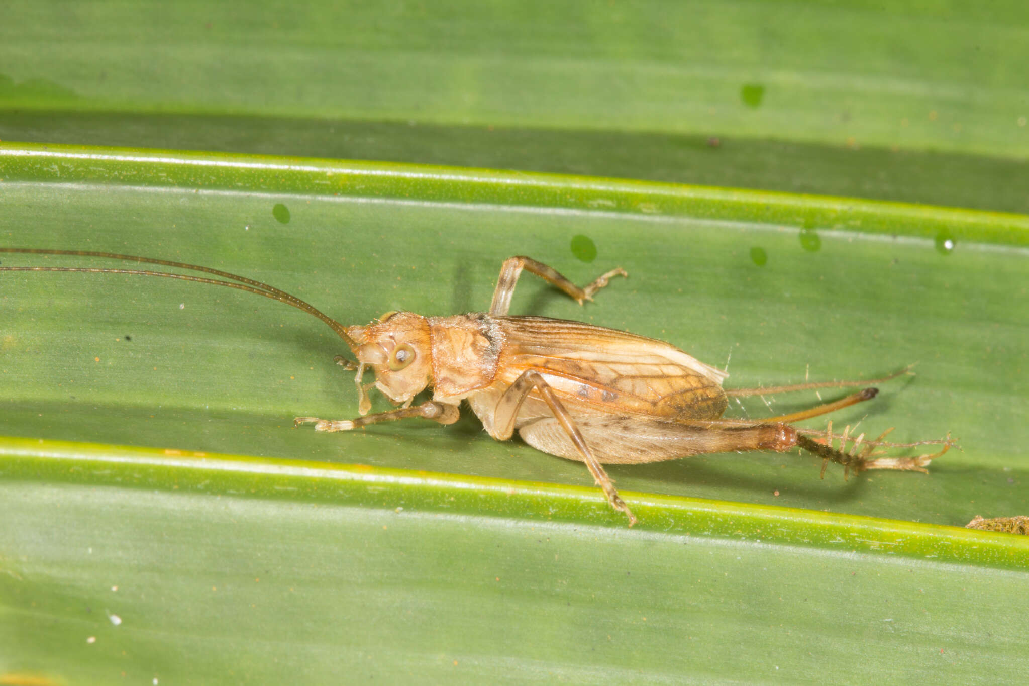 Sivun Phaloria (Papuloria) insularis (Bolívar & I. 1912) kuva