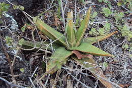 Image of Gasteria croucheri subsp. croucheri