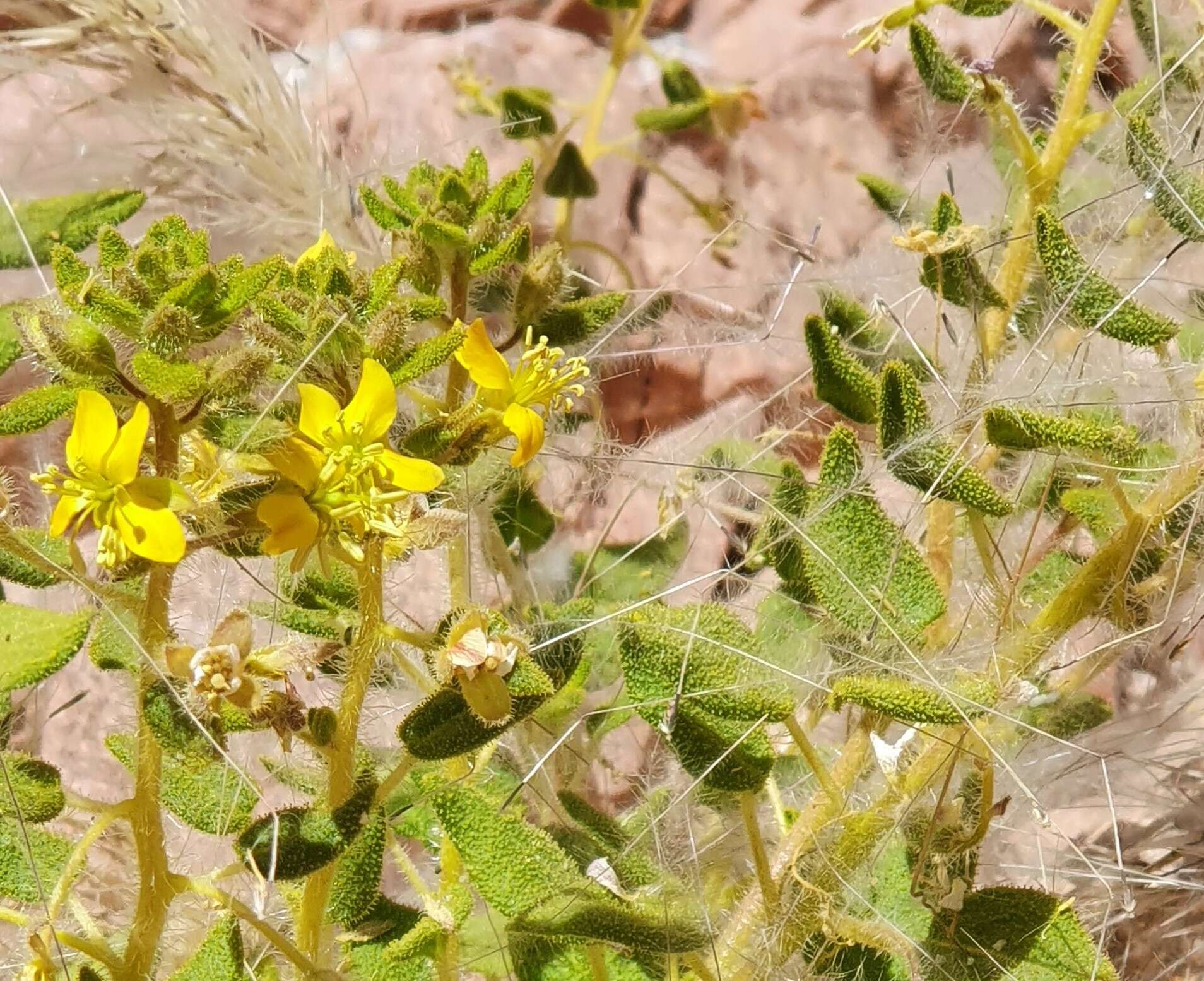 Слика од Thulinella chrysantha (Decne.) Roalson & J. C. Hall