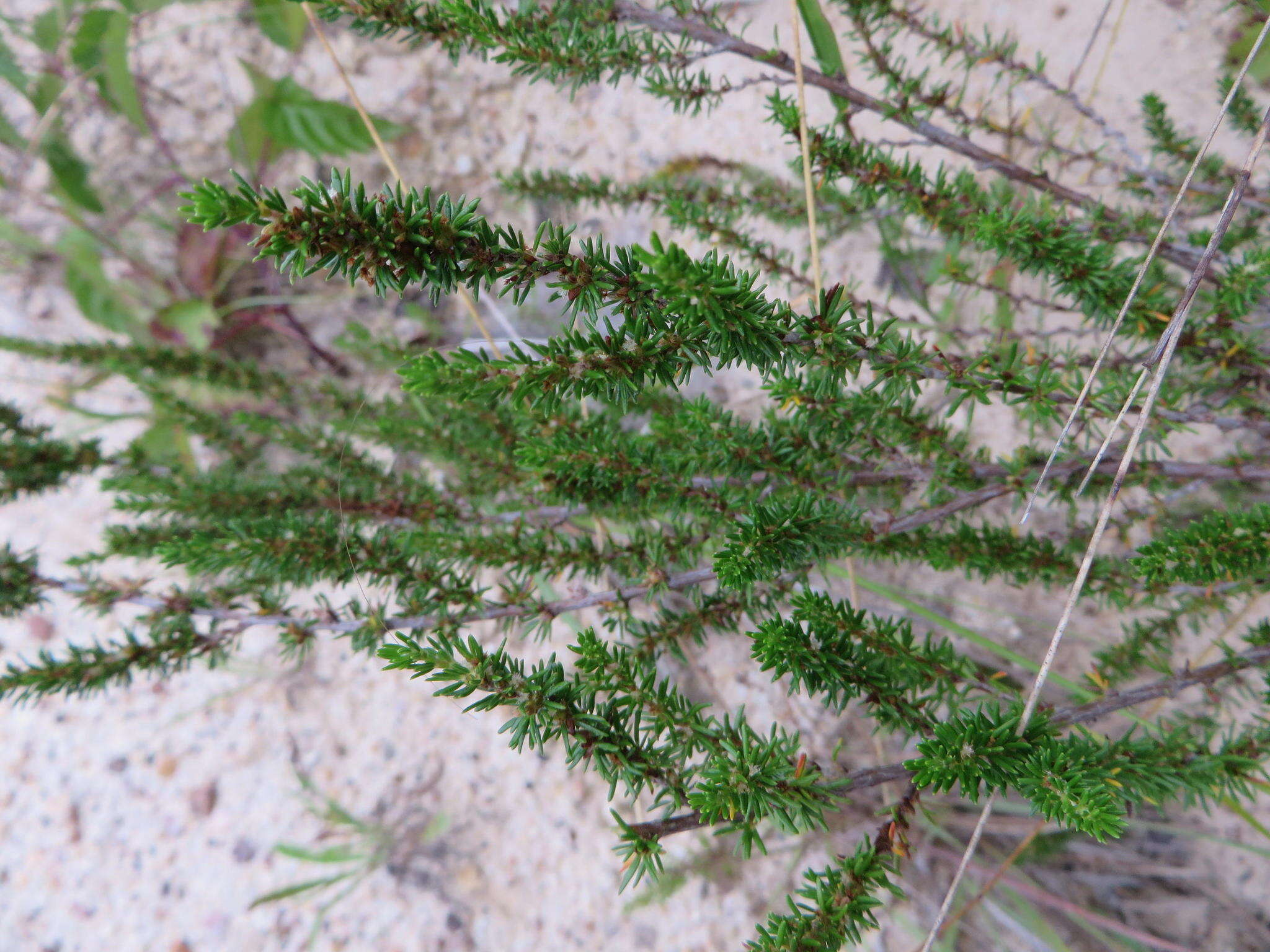 Image of Cliffortia linearifolia Eckl. & Zeyh.