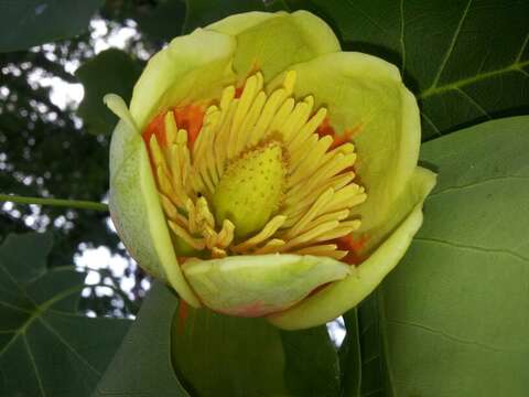 Image of Tulip Trees