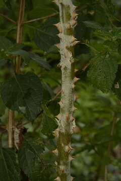 Image of Red bitter apple