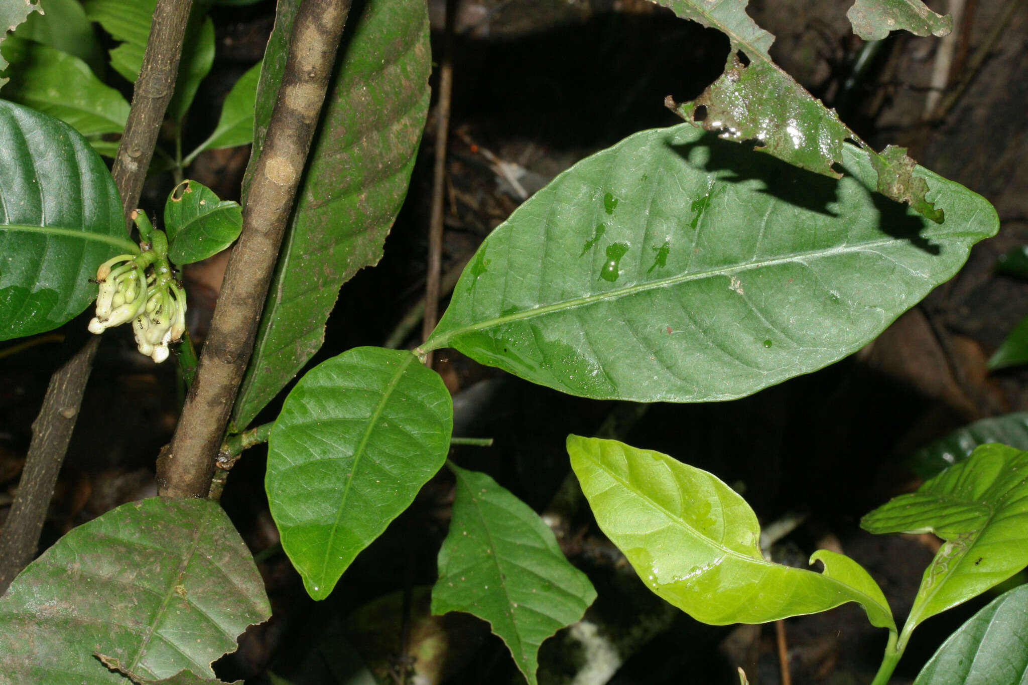 Tabernaemontana siphilitica (L. fil.) A. J. M. Leeuwenberg resmi