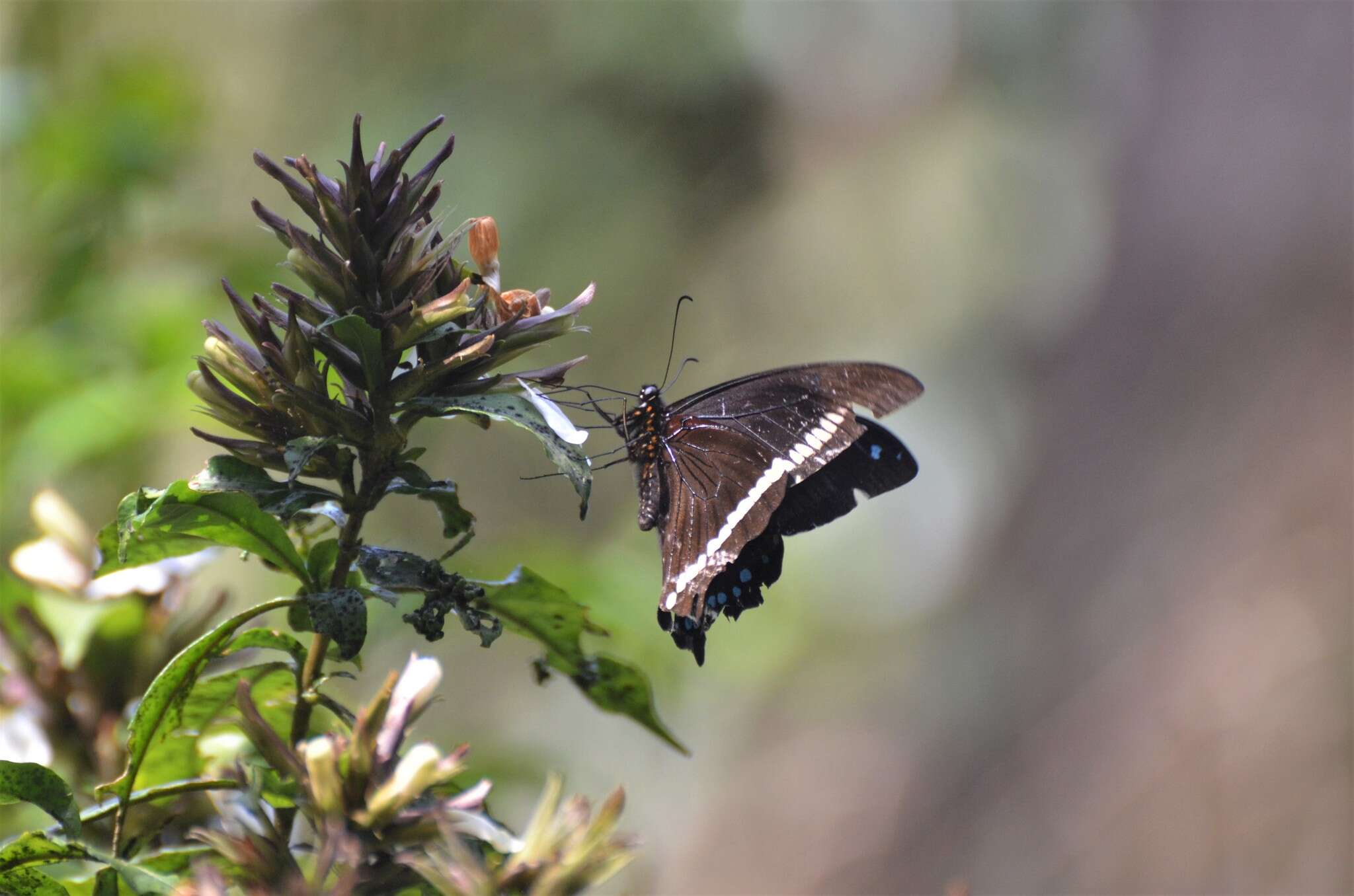 Image of Papilio chrapkowskii Suffert 1904