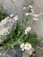 صورة Ranunculus amplexicaulis L.