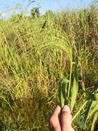 Слика од Phragmites australis subsp. berlandieri (E. Fourn.) Saltonst. & Hauber