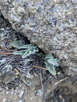 Viola pinetorum var. grisea (Jeps.) R. J. Little的圖片