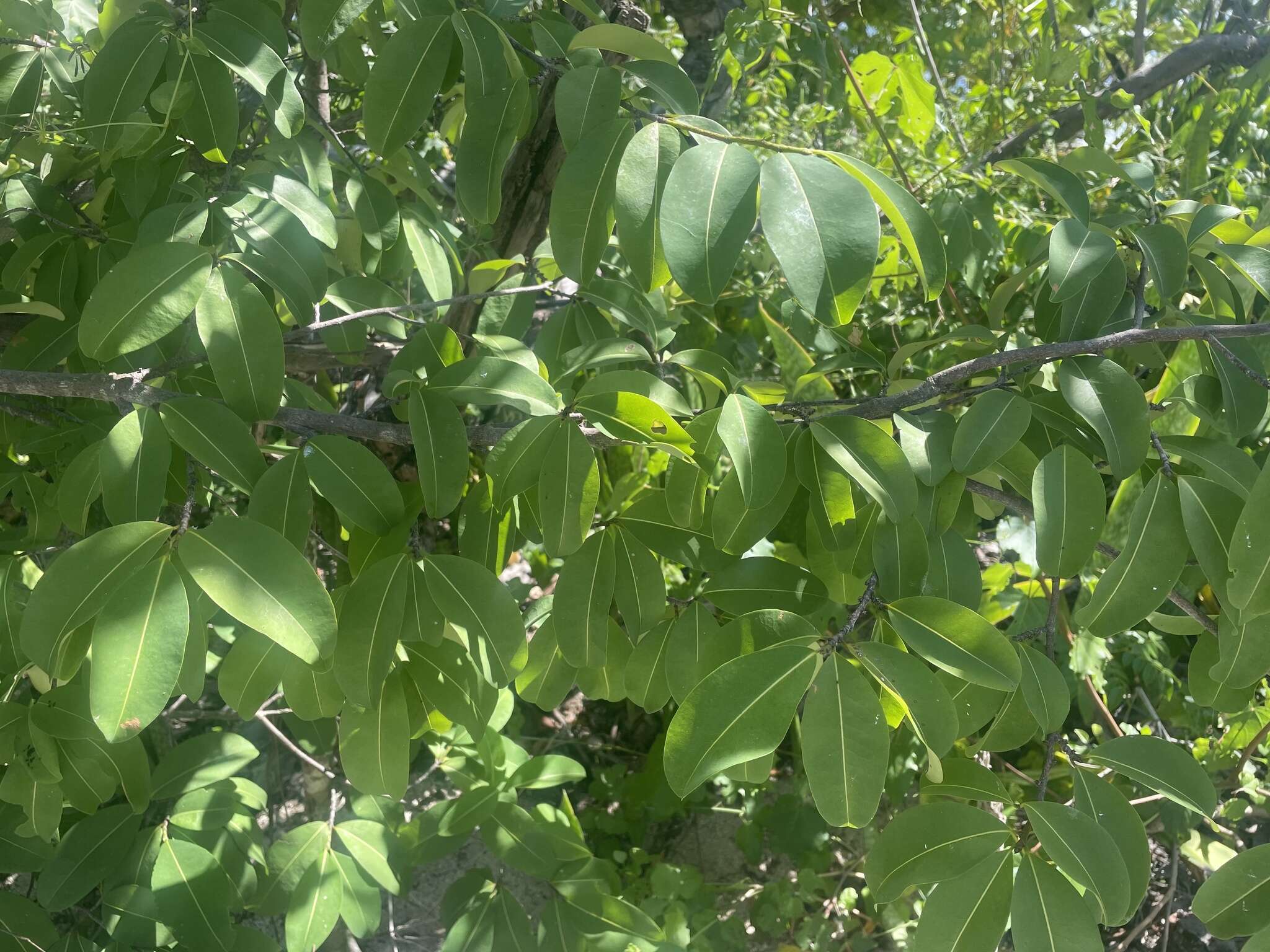 Image de Erythroxylum areolatum L.