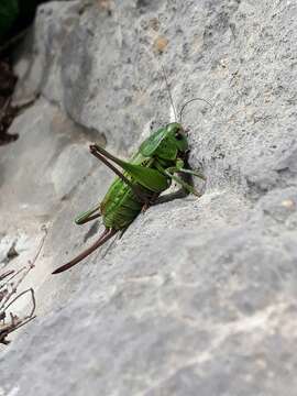 Imagem de Decticus verrucivorus (Linnaeus 1758)