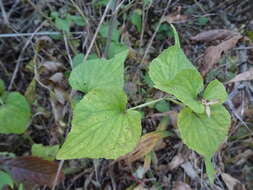 Imagem de Viola acuminata Ledebour