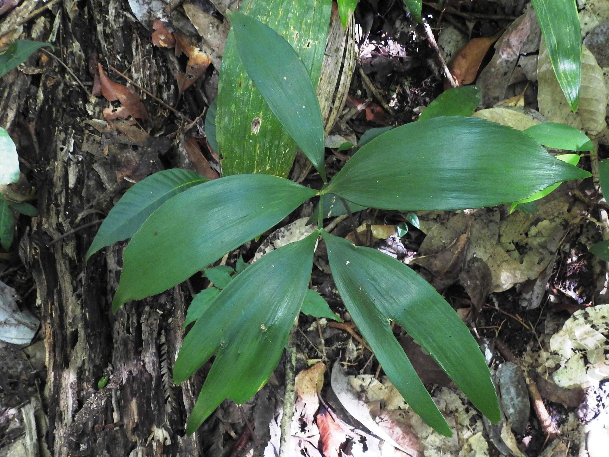 Image of Zamia prasina W. Bull