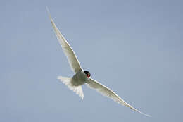 Image of Antarctic Tern