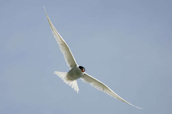 Image of Antarctic Tern