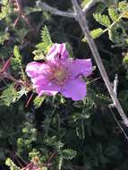 Rosa minutifolia Parry的圖片