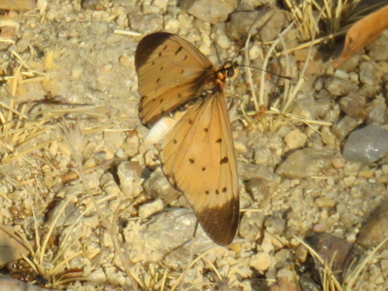 Image of Acraea caldarena Hewitson 1877