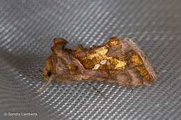 Image of Cutworm