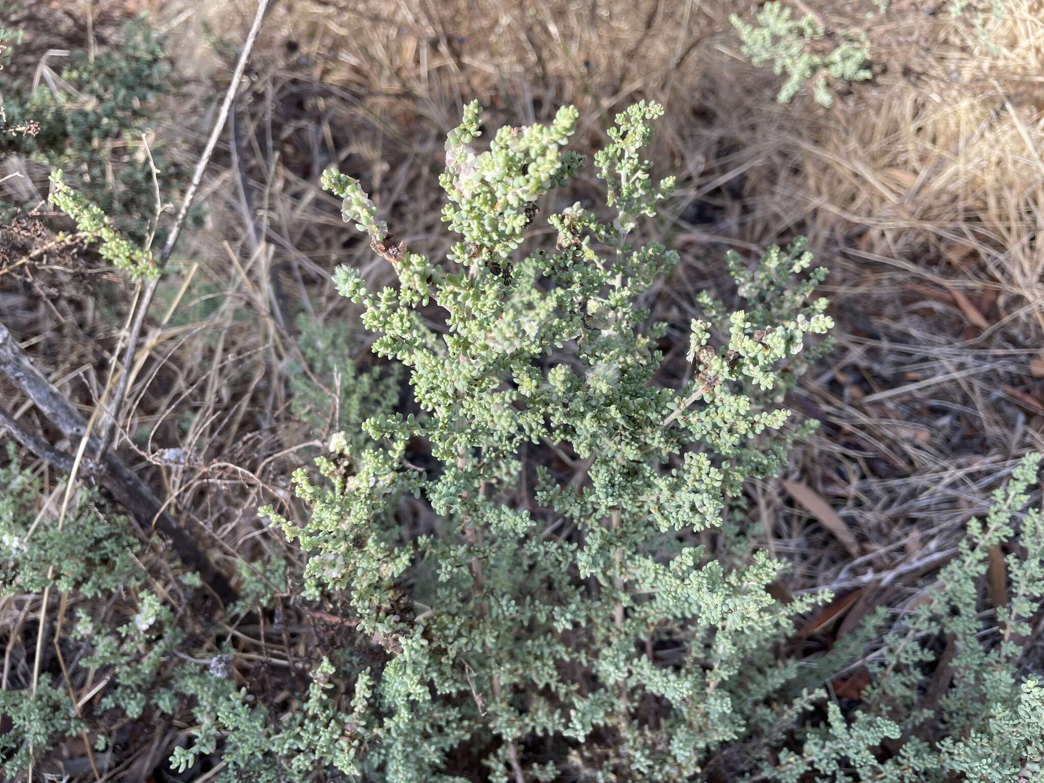 صورة Maireana brevifolia (R. Br.) P. G. Wilson