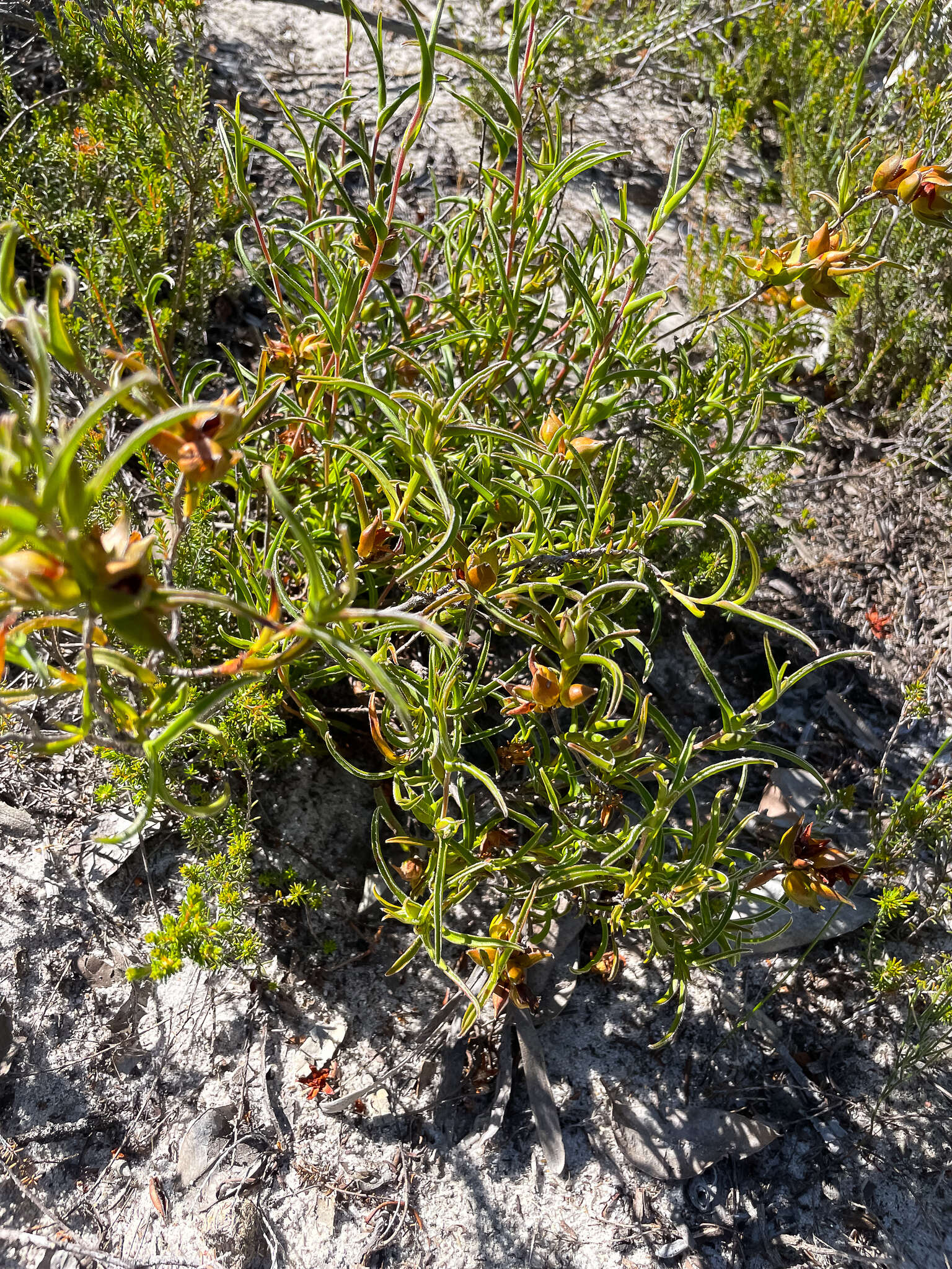 Image of Hibbertia vaginata (Benth.) F. Müll.