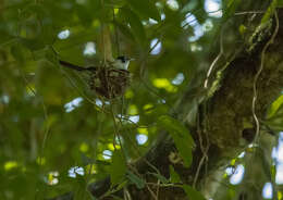 Image of Pied Monarch