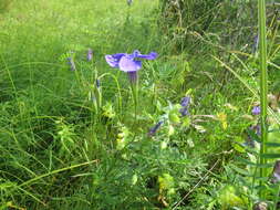 Gentianopsis barbata (Froel.) Ma的圖片