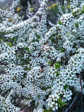 Image of Spiraea aquilegifolia Pall.