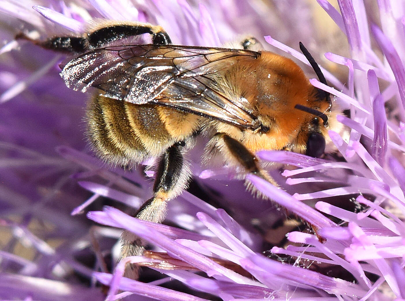 Anthophora occidentalis Cresson 1869的圖片