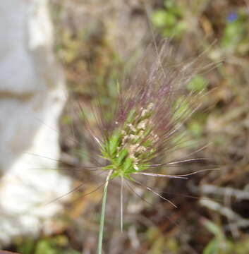 Plancia ëd Cynosurus coloratus Lehm. ex Steud.