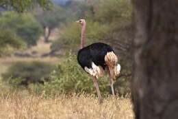 Image of Masai ostrich