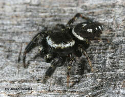 Image of Dendryphantes nigromaculatus (Keyserling 1885)