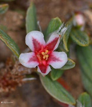 Image of Polygonum idaeum Hayek