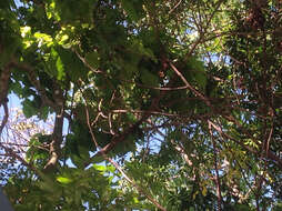 Image of flame bottletree