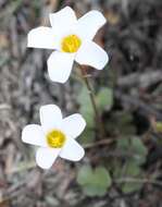 Sivun Oxalis punctata L. fil. kuva