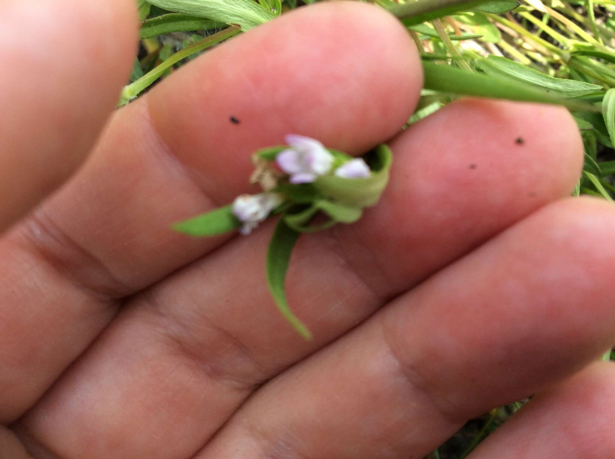 Image of longleaf summer bluet