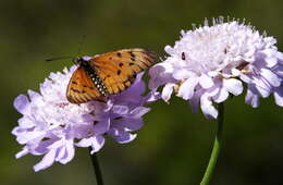 Image of <i>Acraea <i>rahira</i></i> rahira