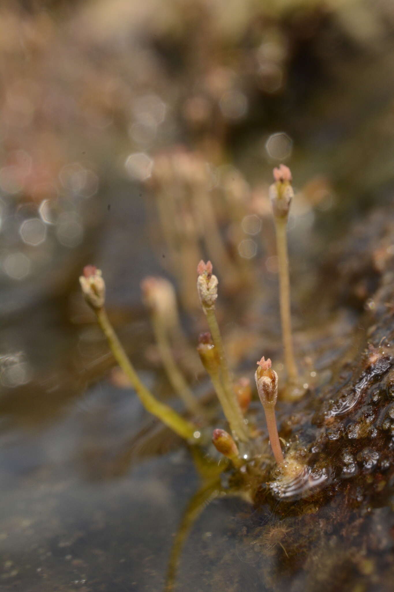 صورة Dalzellia ceylanica (Gardn.) Wight