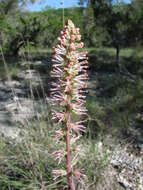 Image of Texas feathershank