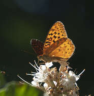 Image of Adiaste Fritillary