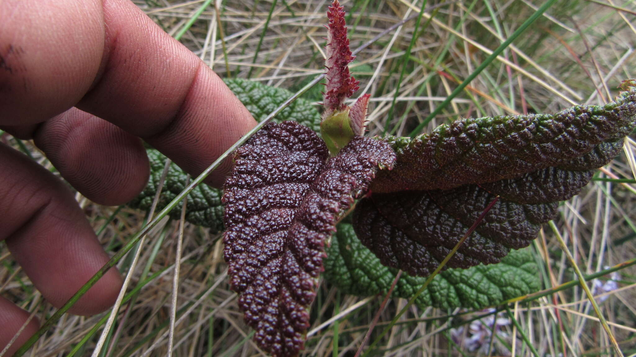 Image of Rubus acanthophyllos Focke