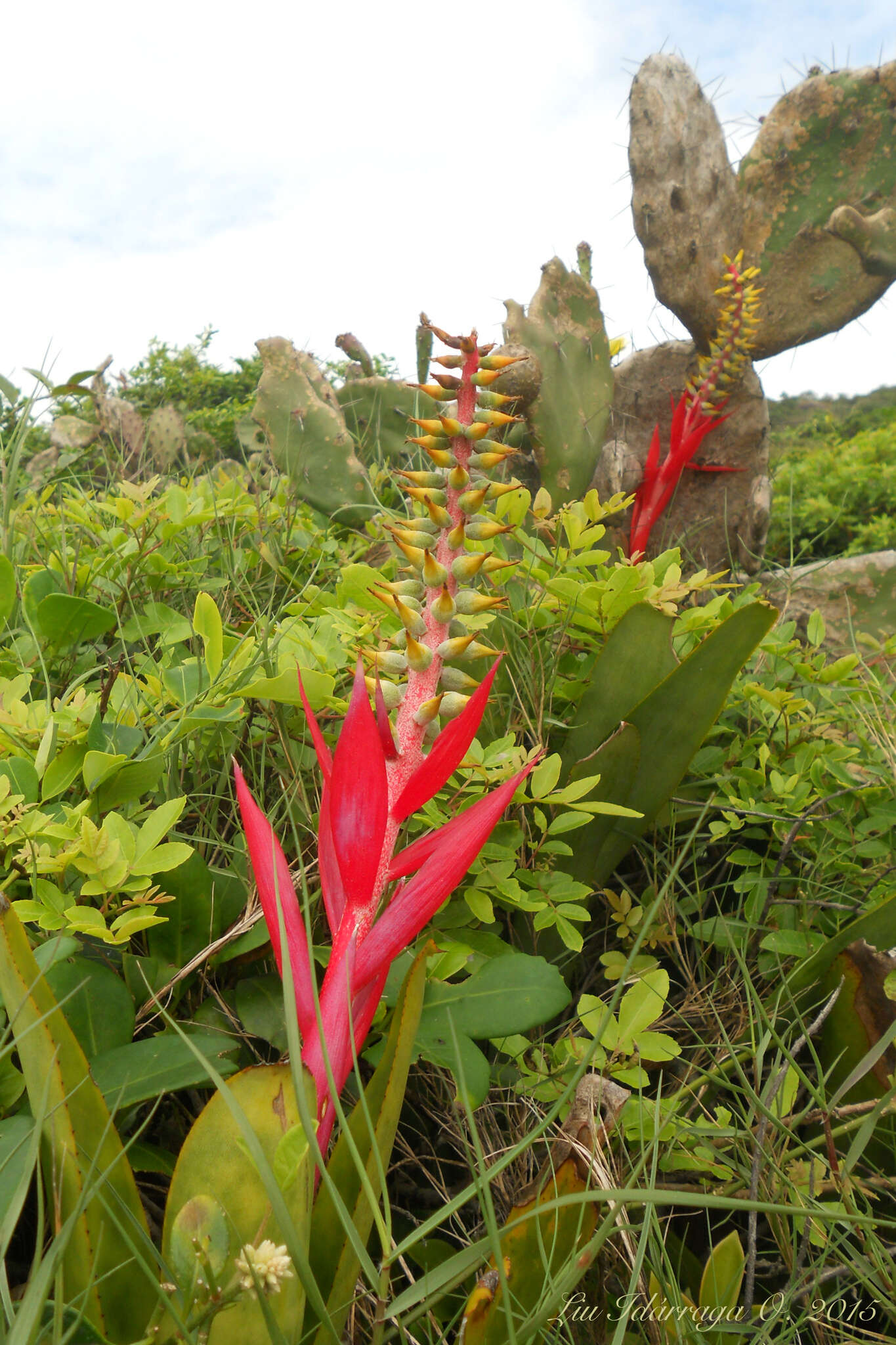 Aechmea nudicaulis var. nudicaulis的圖片