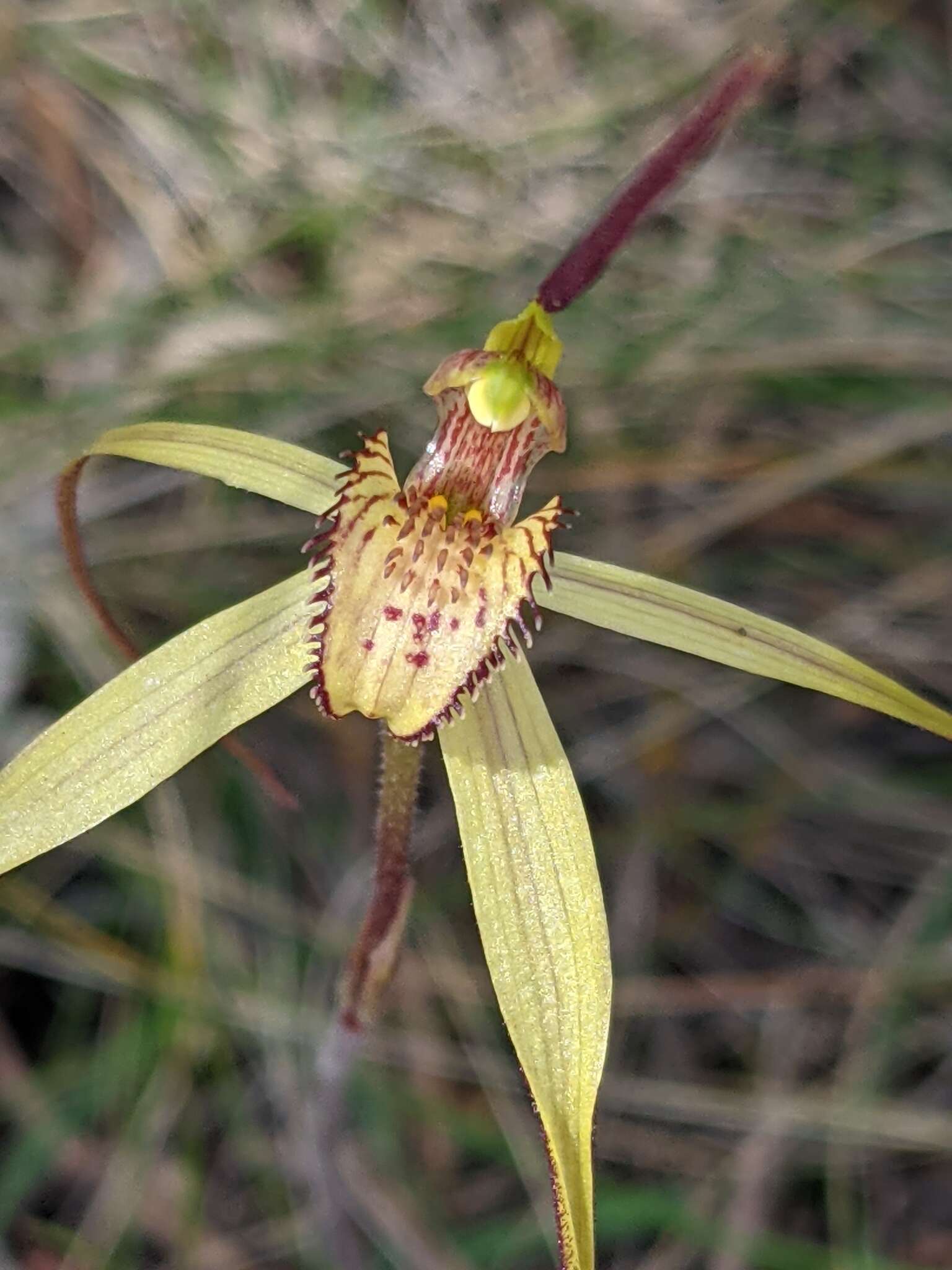 Image of Fawn spider orchid