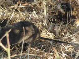 Image of Southern Water Vole