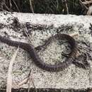 Image of Pointed Ground Snake